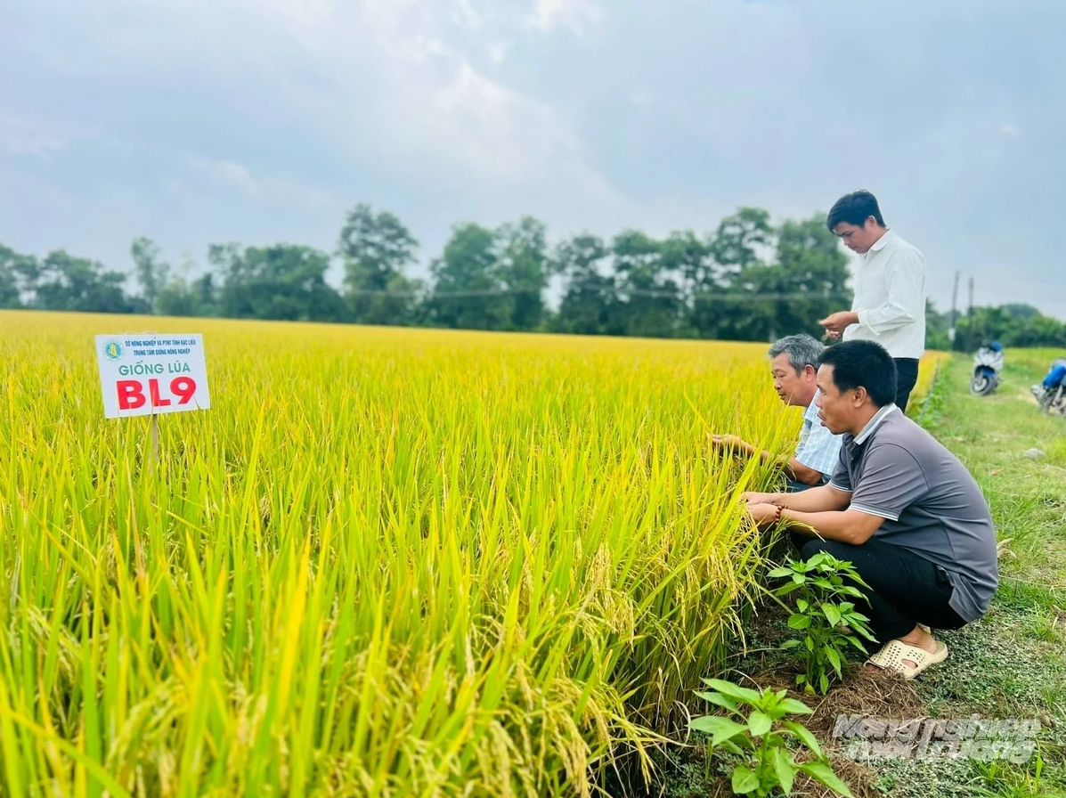 Cà Mau hướng đến 54.680 ha lúa phát thải thấp